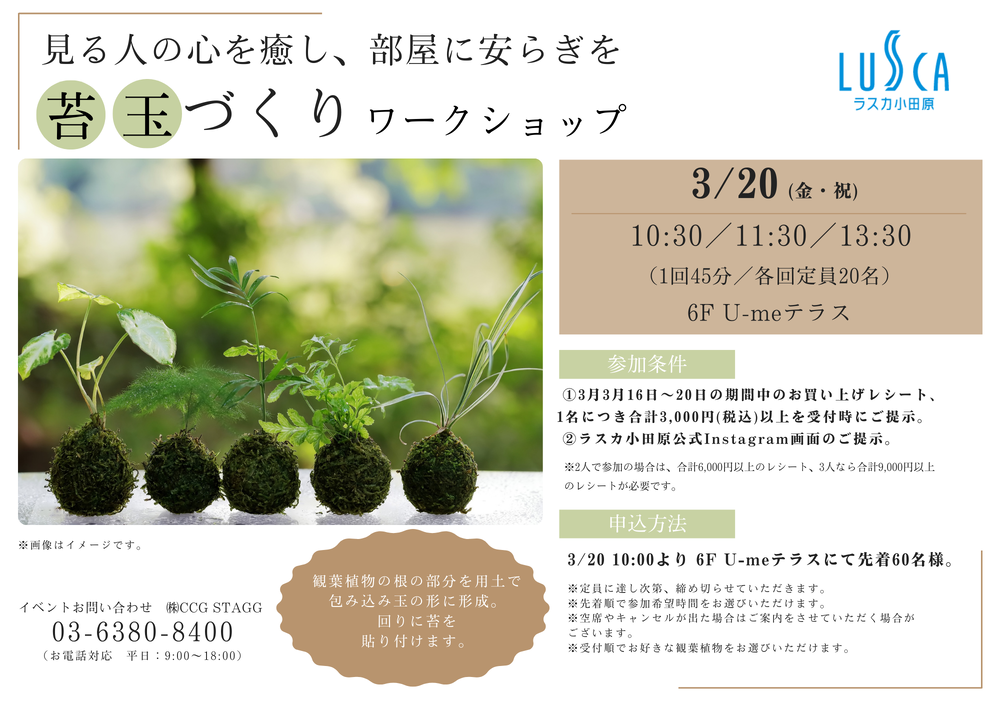 苔玉づくりワークショップ